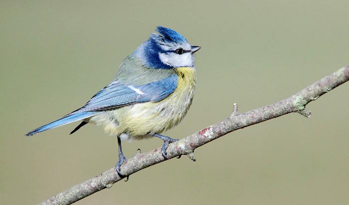 mesange bleue n2.jpg