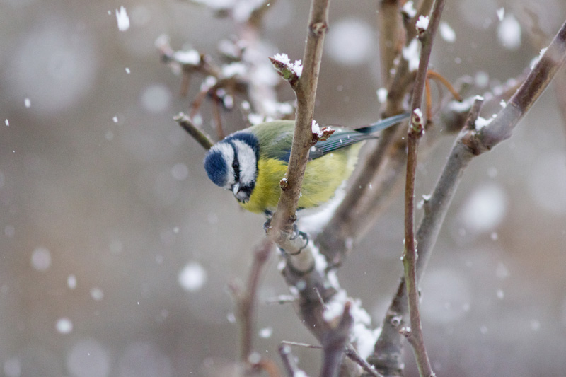 mésange bleue.jpg