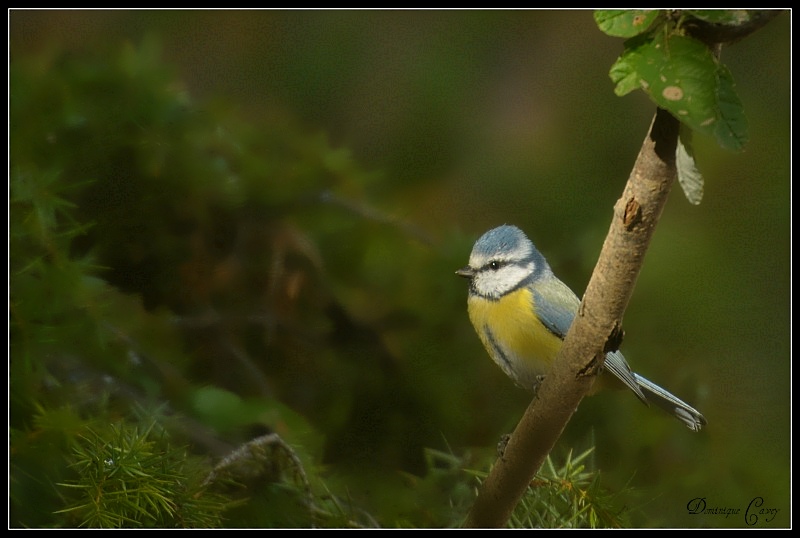DSC_3277.JPG