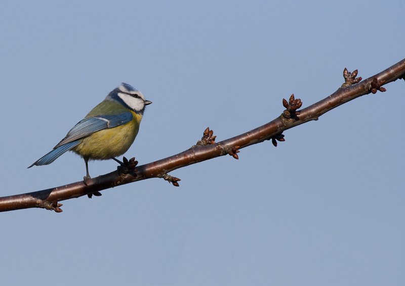concours oiseau.jpg