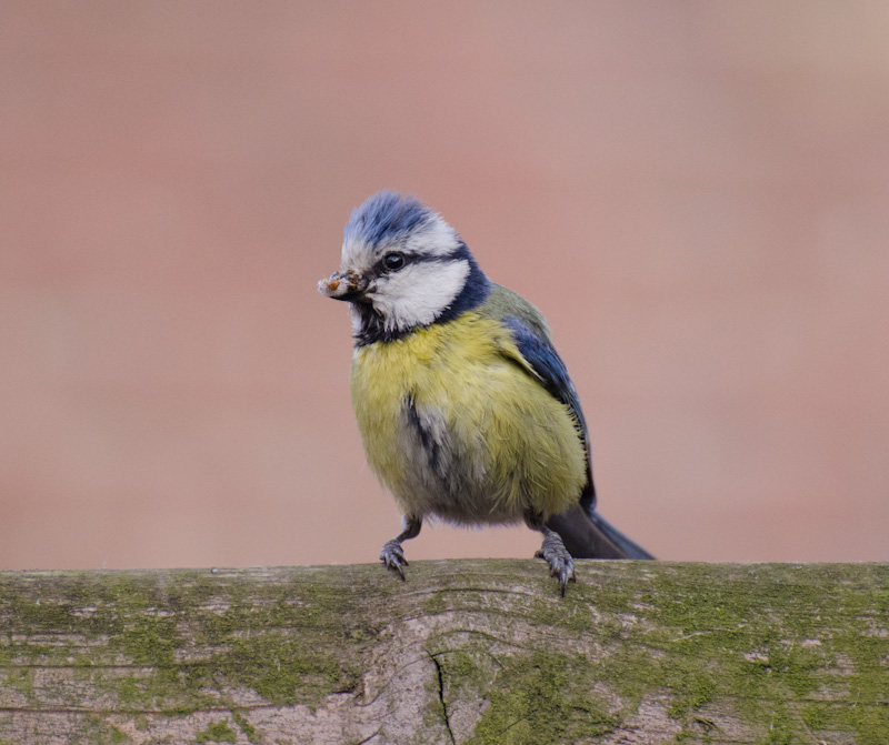 mesange bleue 2.jpg
