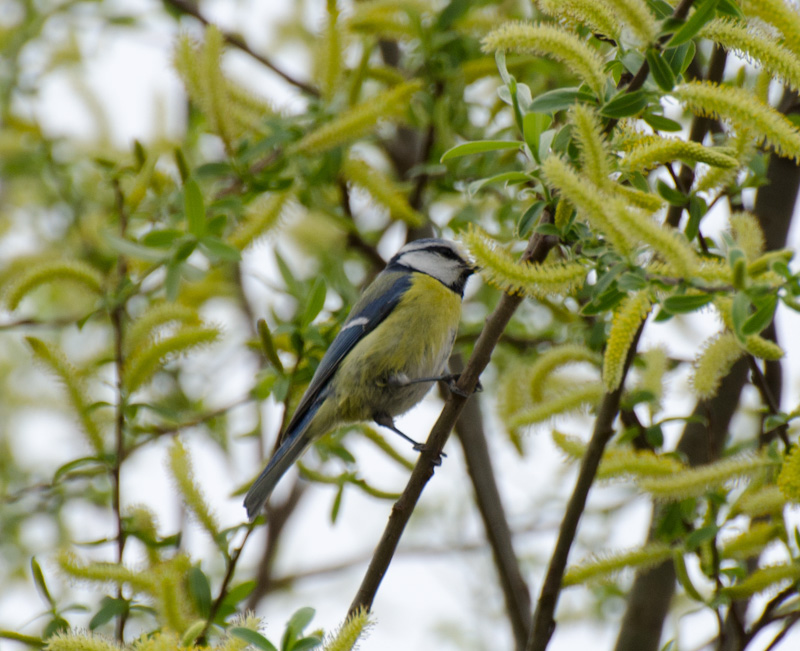Mésange bleue_.jpg