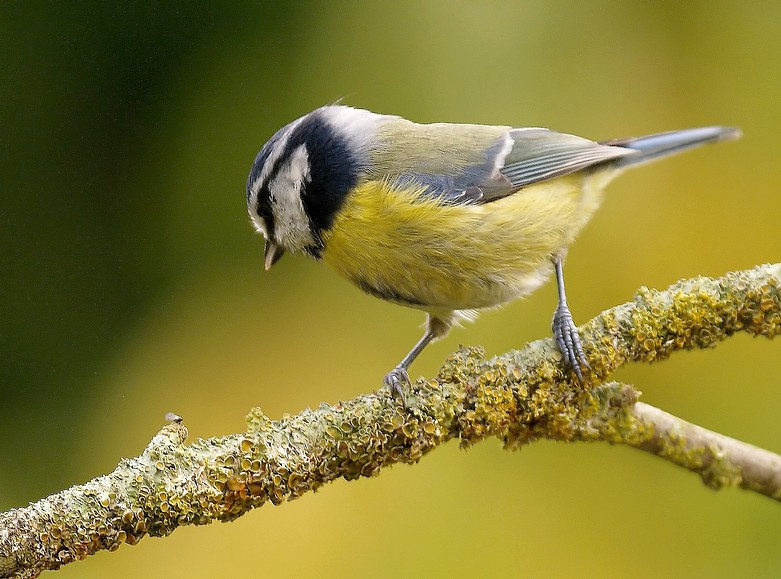 Mésange bleue (3).jpg
