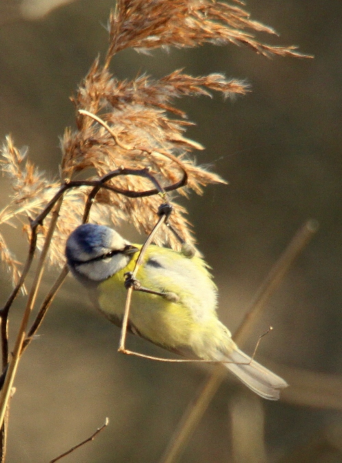 mésange bleu 2-1 - Copie.JPG