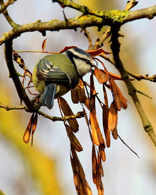 mésange bleue-1 - Copie.jpg