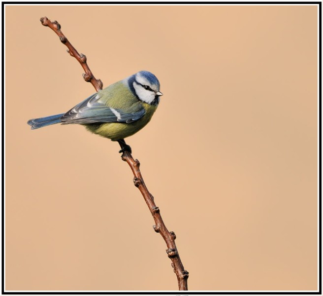 oiseau275.jpg