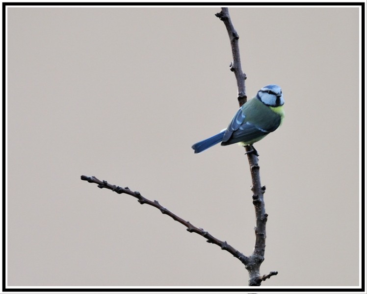 oiseau246.jpg