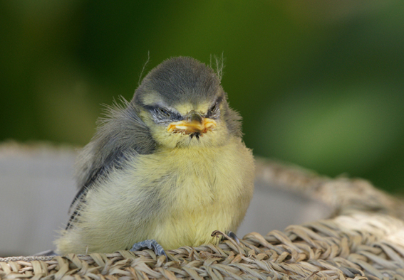 bébé mésange bleue.jpg