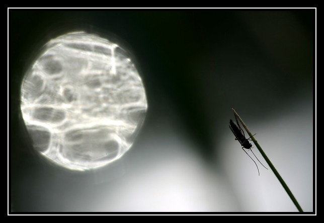Jour de pleine lune.jpg