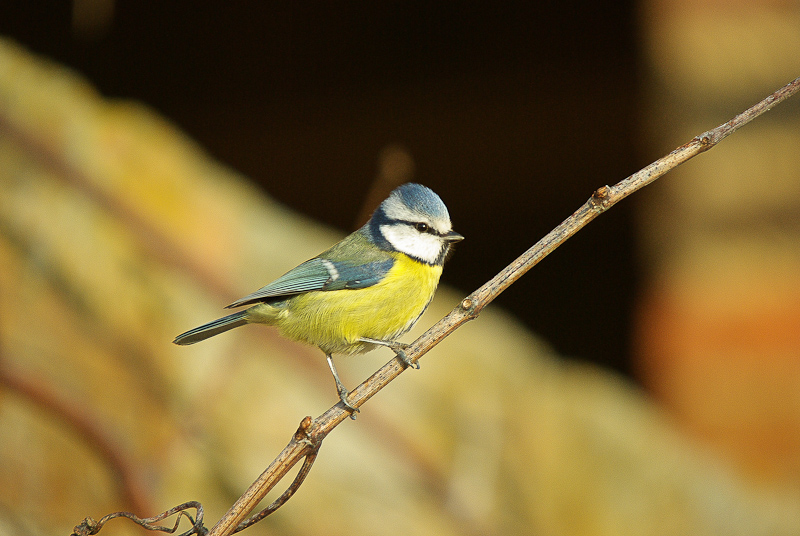 Mésange bleue15 février 2009.jpg