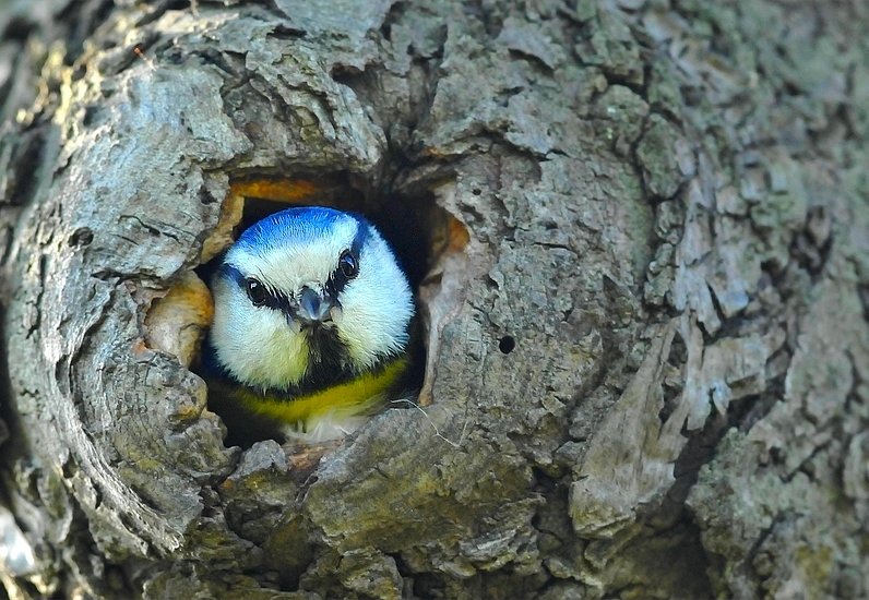 mésange bleue.jpg