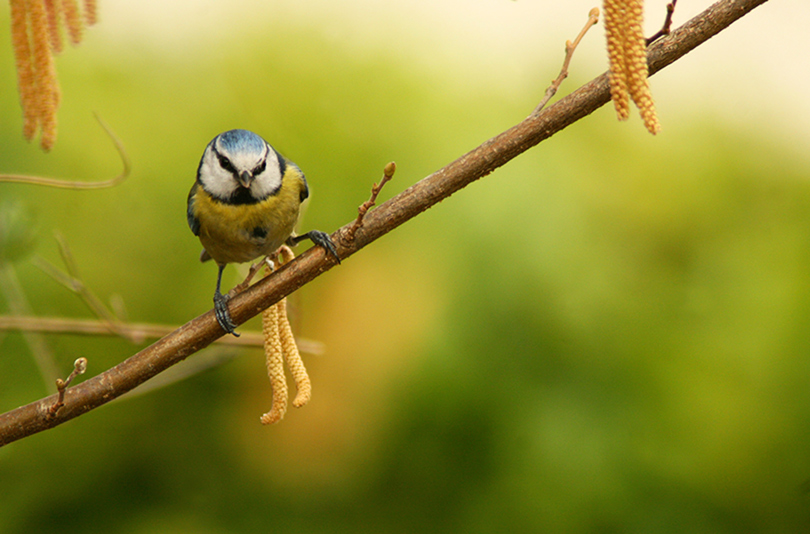 bleue_noisetier1_web.jpg