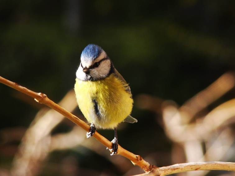 Mésange Bleue 01.jpg