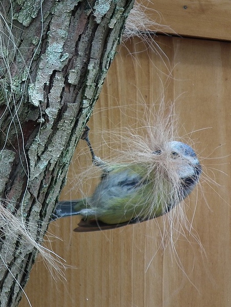 Marset_oiseaux 001_tn.jpg