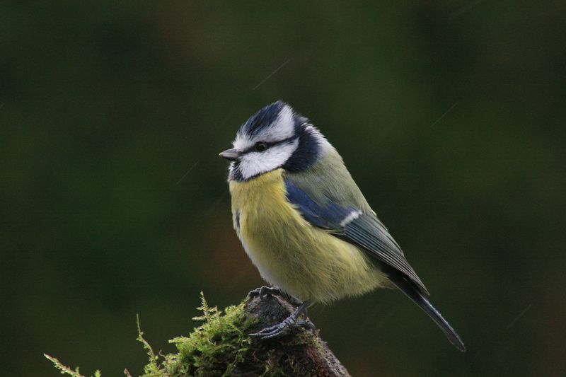 Mésange 01.jpg