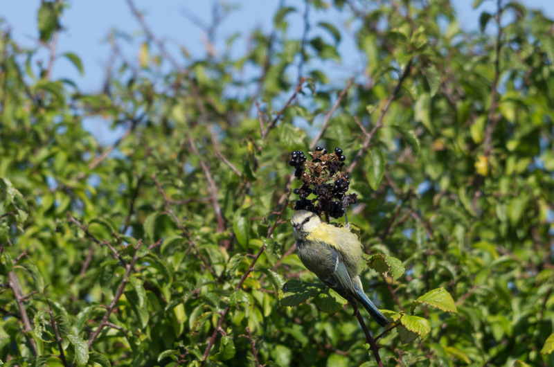 Mésange bleue.jpg