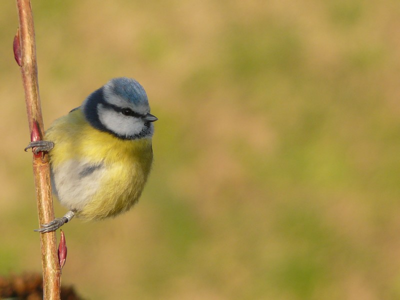 mésange bleue baguée.jpg
