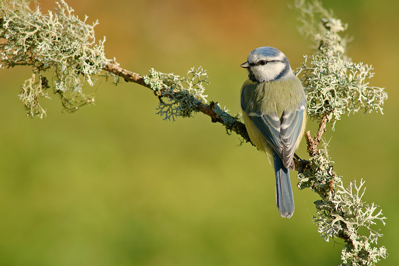 mesangebleue4214_im.JPG