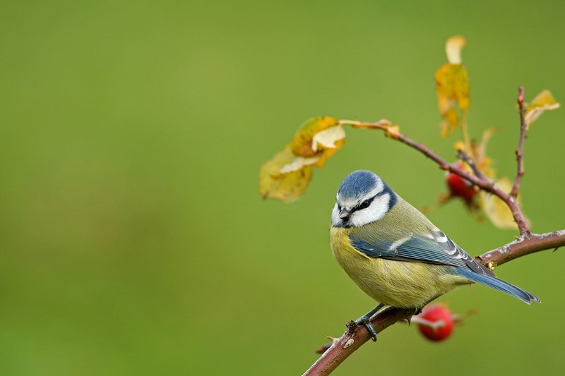 mesangebleue3866_im.JPG