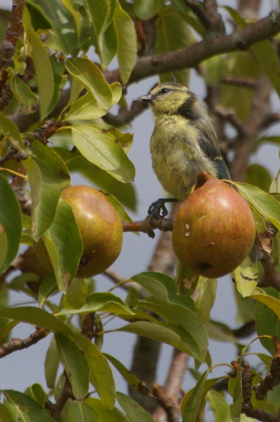 Mésange bleue 012.JPG