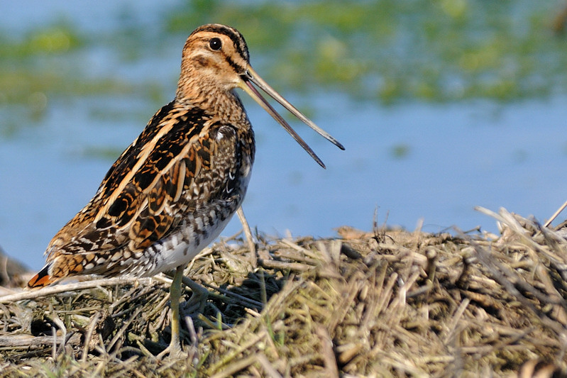 BECMARS01042011_1.jpg