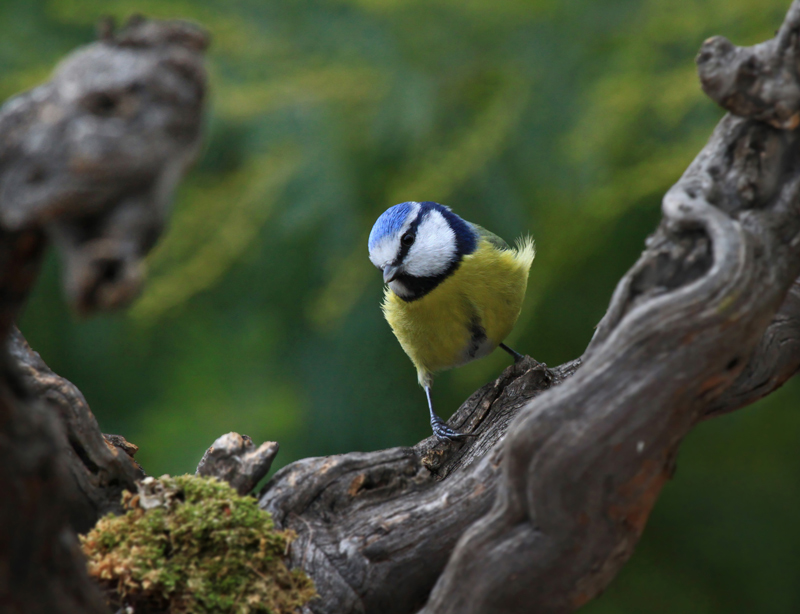 mesange-bleue-(2)-.jpg