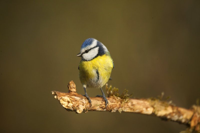 Mésange bleue.jpg