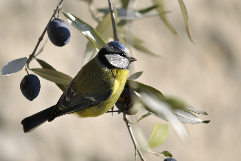 CMEPLES-Mésange bleue_01.jpg