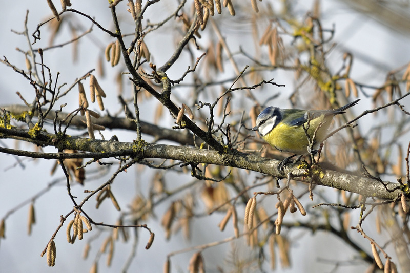 CMEPLES-Mésange bleue_02.jpg