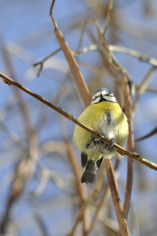 CMEPLES-Mésange bleue_03.jpg