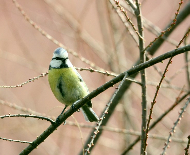 mésange2 [800x600].jpg