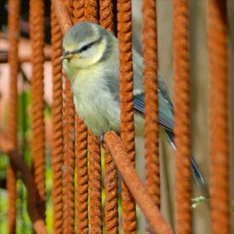 Mésange bleue juvenile - 2009-06-01 à 11-36-24.jpg