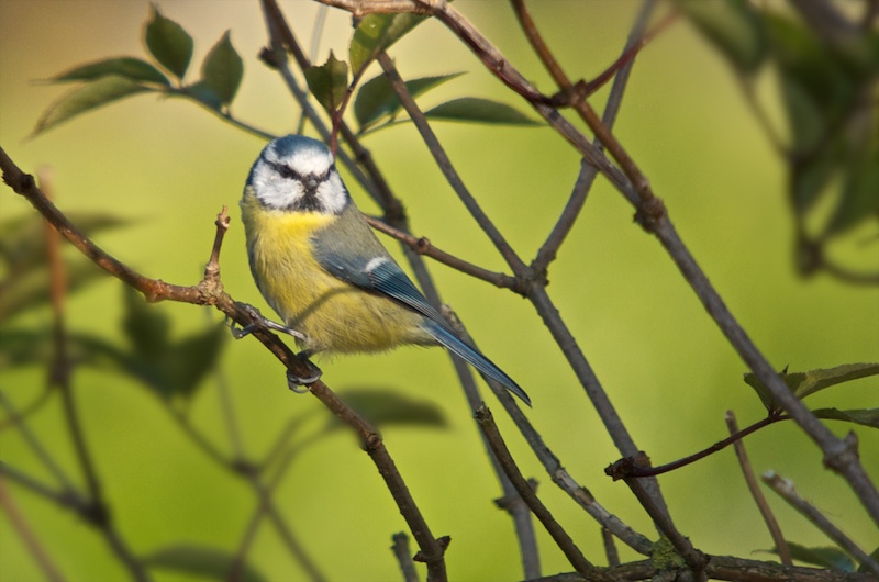 mésange bleue-PHR_6876 - Version 2.jpg