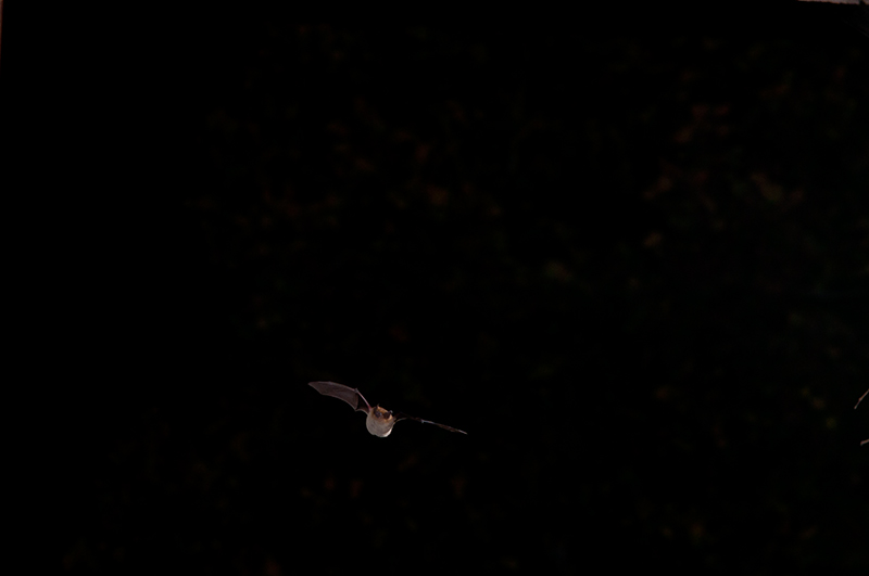 _DSC4864.jpg