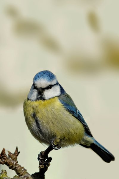 mesange_bleue 7853.jpg