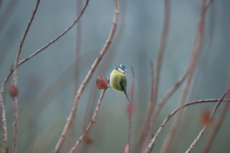 Mésange bleue-01.jpg