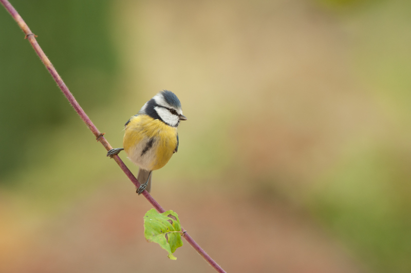 Mésange bleue-02.jpg