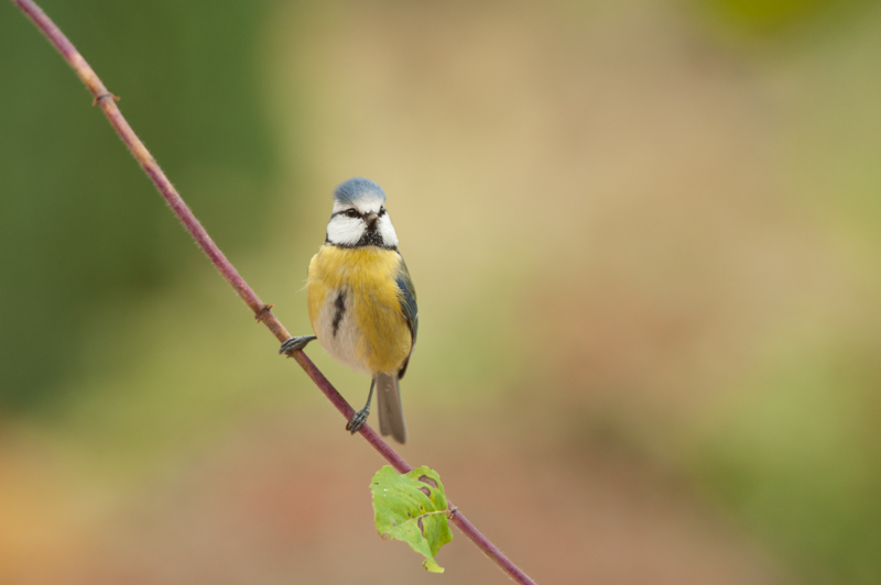 Mésange bleue-03.jpg