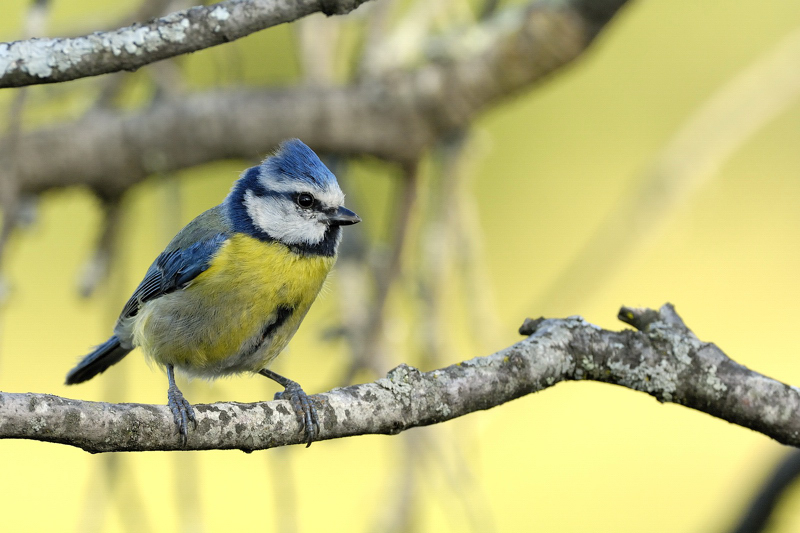 mesange-bleue3_MOSCHLER_Herve.jpg