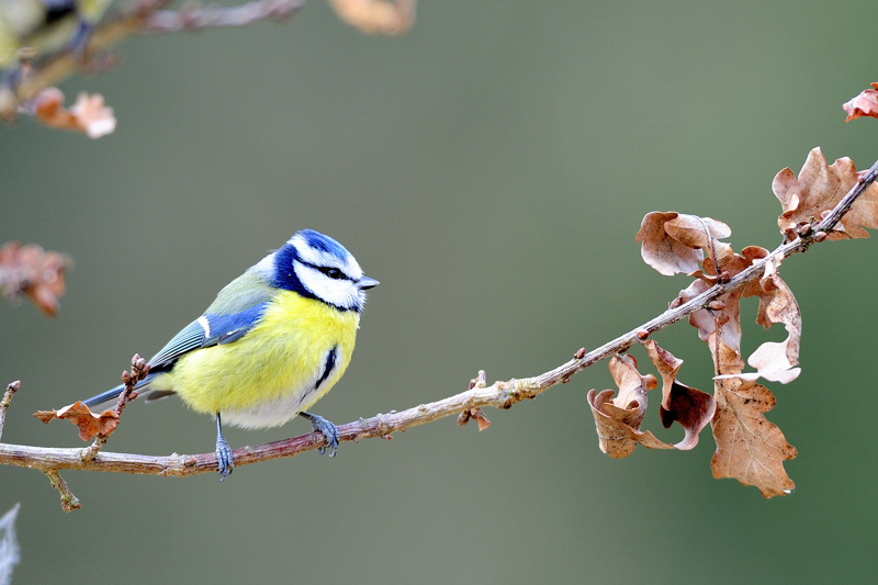 mesange_bleue2_MOSCHLER_Herve.jpg
