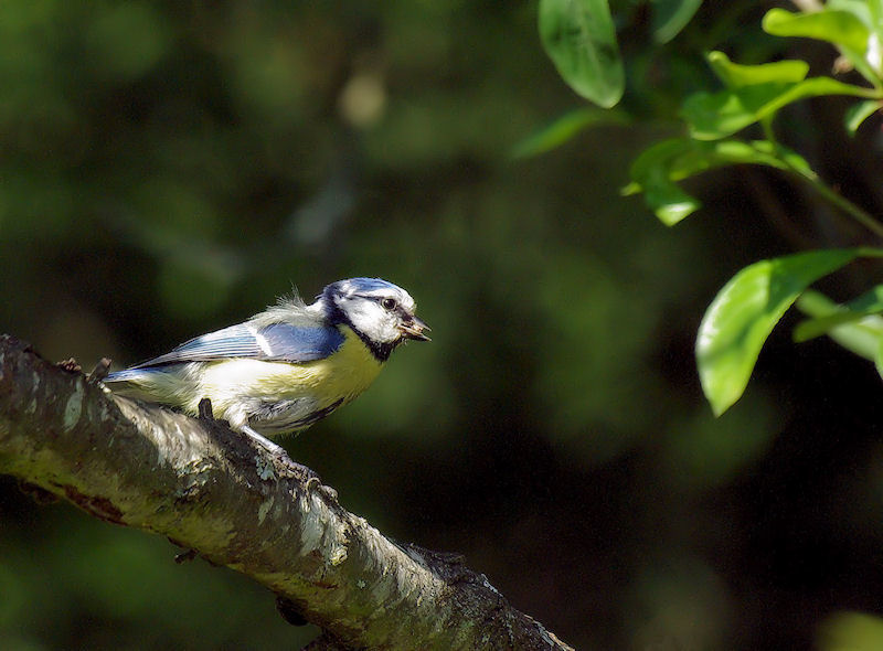 Mésange_bleue_3963-2.jpg