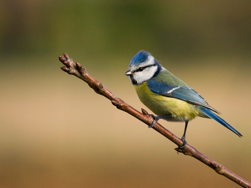 Mesange-bleue-portrait-image-et-nature.jpg