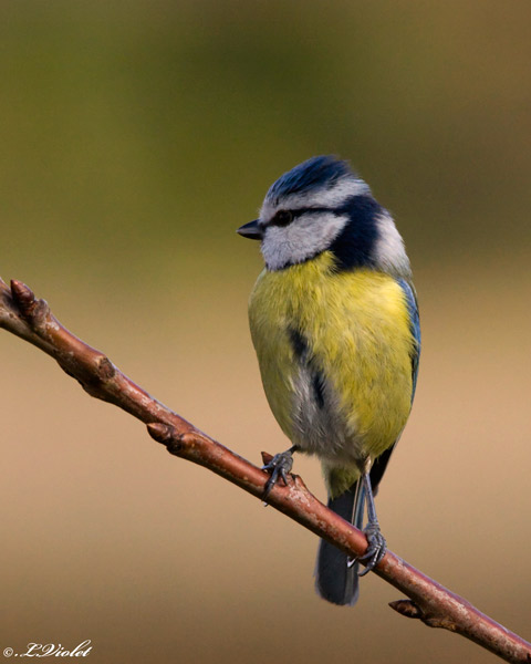 mesange-bleue-portrait-2_1-.jpg