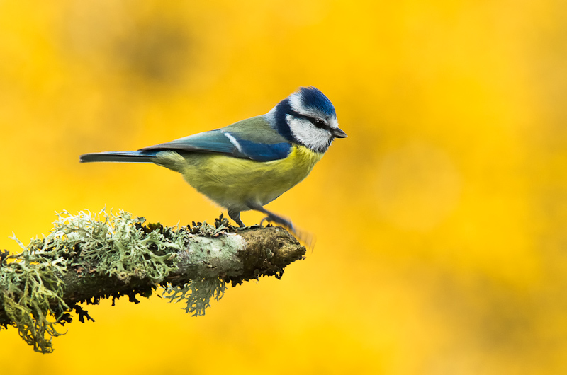 Mésange bleue-3.jpg