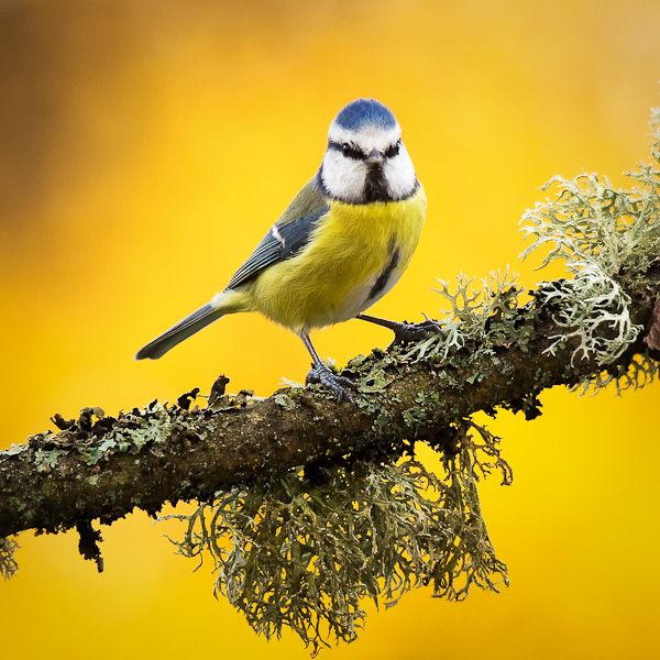 Mésange bleue.jpg
