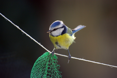 MESANGE BLEUE (herault 1).jpg