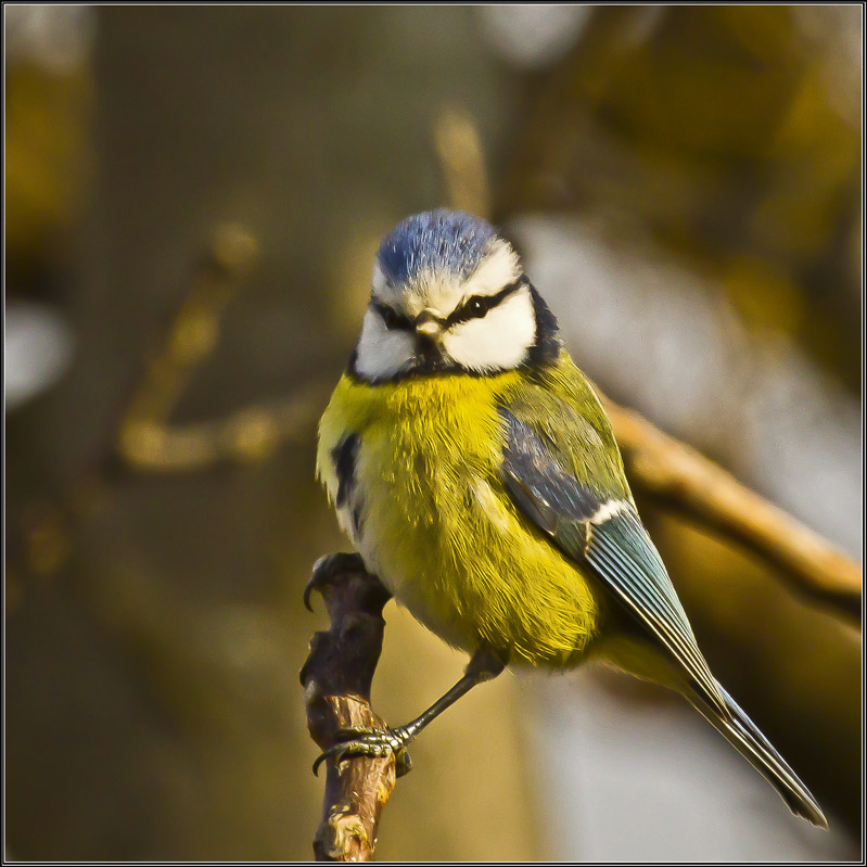 Mésange Bleue2.jpg