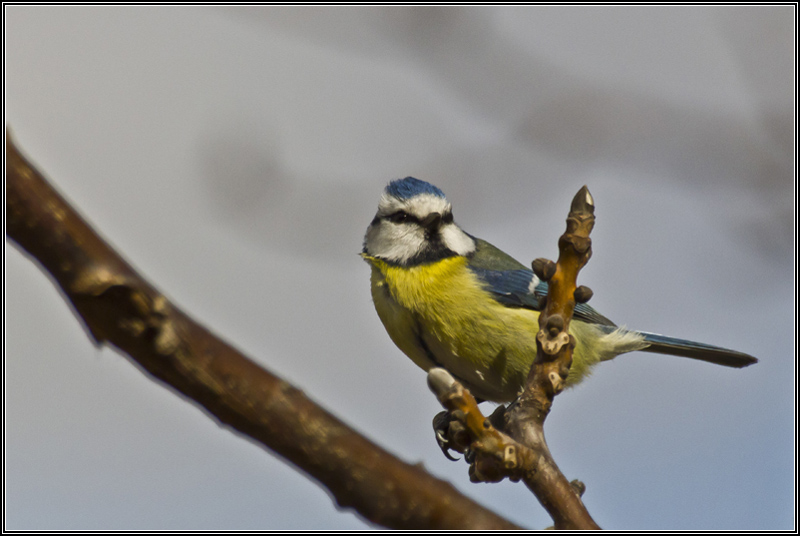 Mésange Bleue1.jpg
