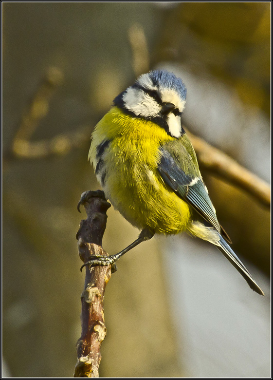 Mésange Bleue.jpg