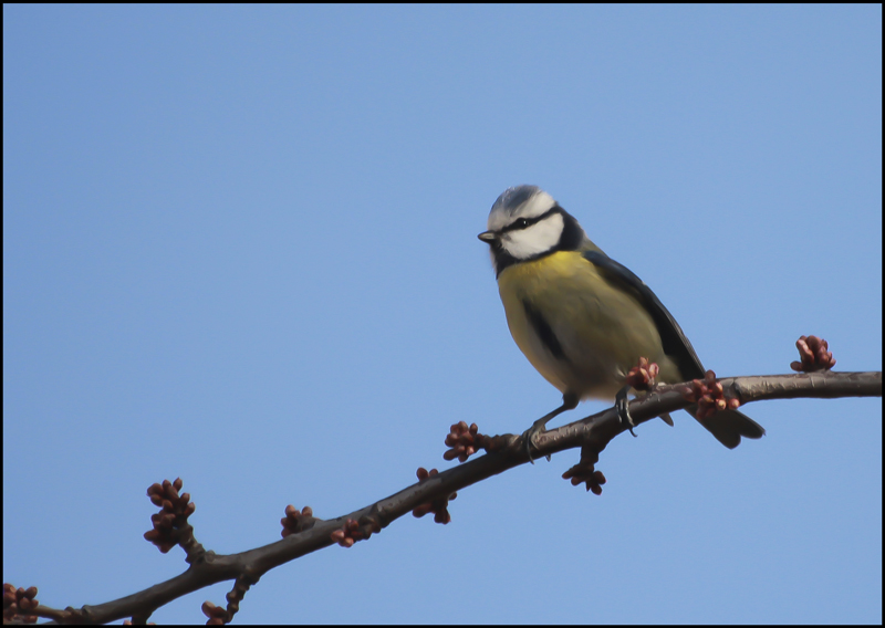 mésange 01.jpg